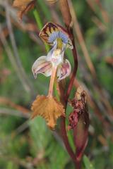 Disa spathulata spathulata