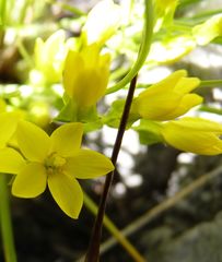 Sebaea sulphurea