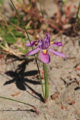 Moraea macrocarpa