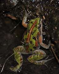 Cacosternum boettgeri