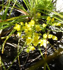 Sebaea sulphurea