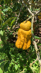 Citrus medica sarcodactylis