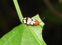 Disonycha scriptipennis