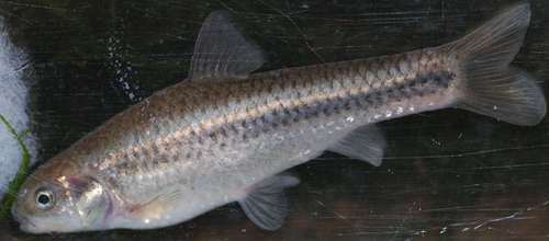 Marico barb (Enteromius motebensis) — Cyprinidae — 2