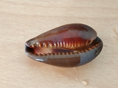 Erronea onyx
