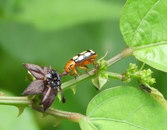 Disonycha scriptipennis