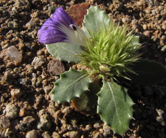 Acanthopsis disperma