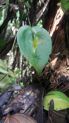 Pleurothallis prolaticollaris