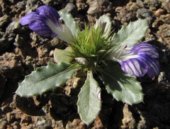 Acanthopsis disperma