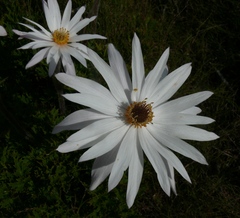 Knowltonia tenuifolia