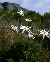 Knowltonia tenuifolia