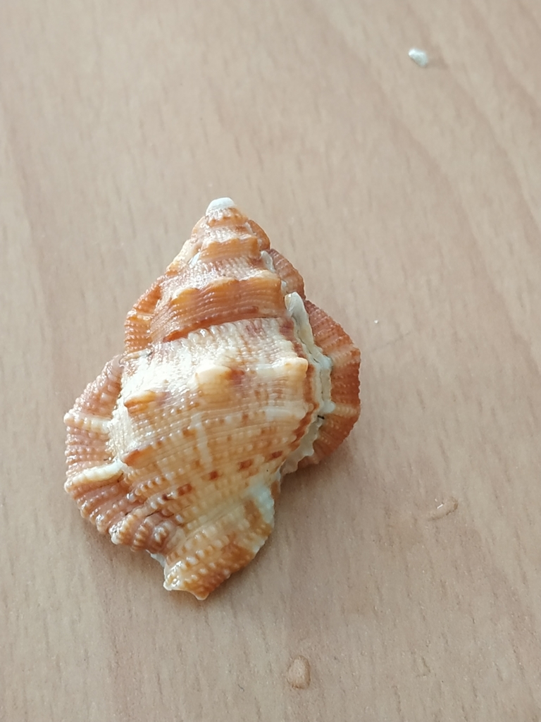 Bursina margaritula