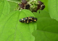 Agrilus xanthonotus