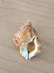 Bursidae