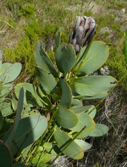 Protea grandiceps
