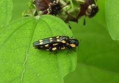 Agrilus xanthonotus