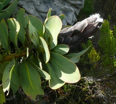 Protea grandiceps