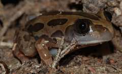 Kassina senegalensis