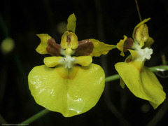 Oncidium cultratum