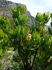 Leucadendron strobilinum
