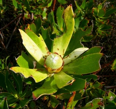 Leucadendron strobilinum