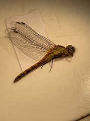 Sympetrum semicinctum