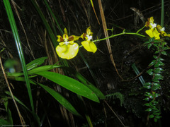 Oncidium cultratum