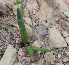 Tulbaghia capensis
