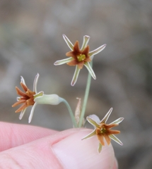 Tulbaghia capensis