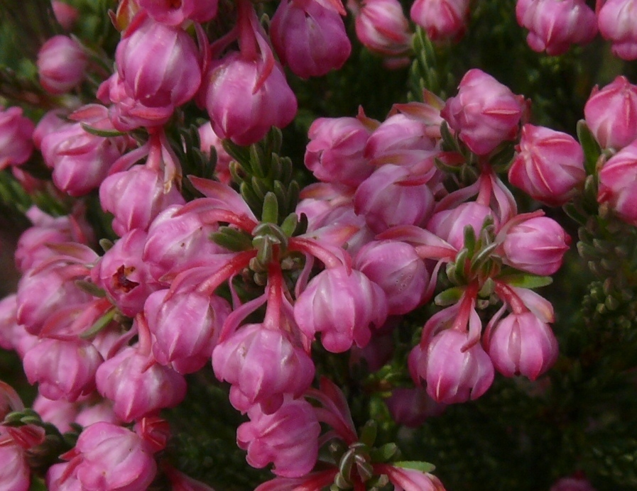 Tribud Heaths