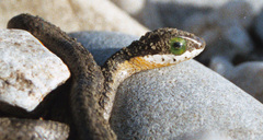 Dispholidus typus typus