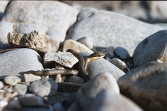 Dispholidus typus typus