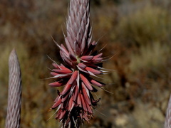 Aloe argenticauda image