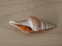 Turridae