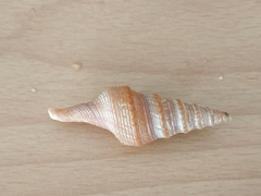 Turridae