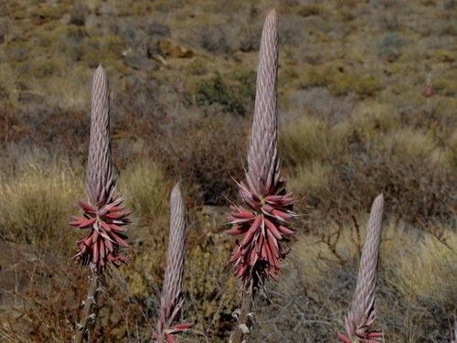 Aloe argenticauda image