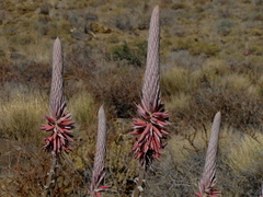 Aloe argenticauda image