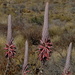 Aloe argenticauda - Photo (c) Gawie Malan, alguns direitos reservados (CC BY-NC), uploaded by Gawie Malan