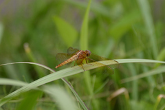 Crocothemis servilia mariannae