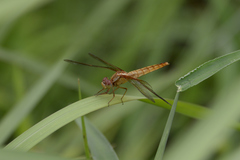 Crocothemis servilia mariannae