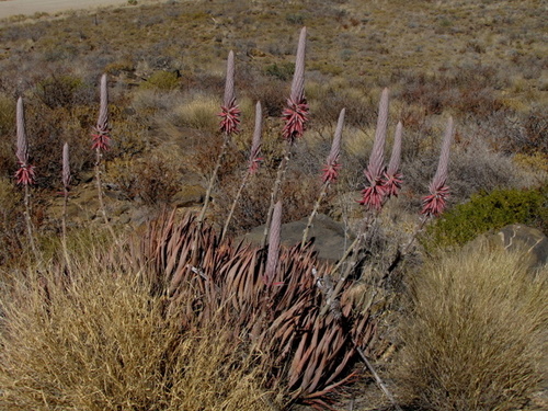 Aloe argenticauda image