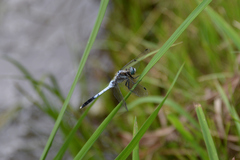 Orthetrum albistylum
