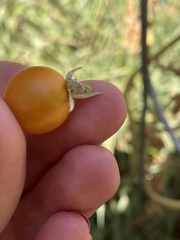 Solanum lycopersicum