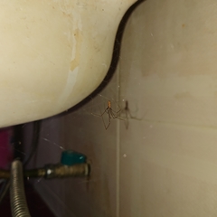 Pholcidae