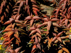 Aloe pearsonii