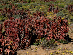 Aloe pearsonii