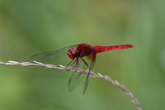 Crocothemis servilia mariannae