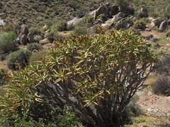 Aloidendron ramosissimum