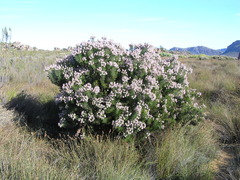 Serruria aitonii