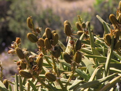 Aloidendron ramosissimum